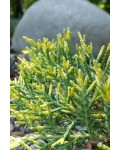 Можжевельник средний 'Голден Сойсер' / 'Голден Саусер' | Juniperus media 'Golden Saucer'